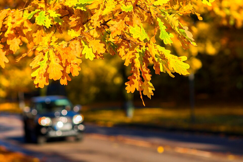 Oak leaves car fall