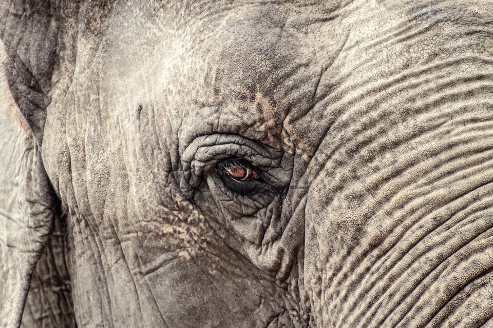 Indian elephant zoo ruesseltier