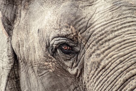 Indian elephant zoo ruesseltier