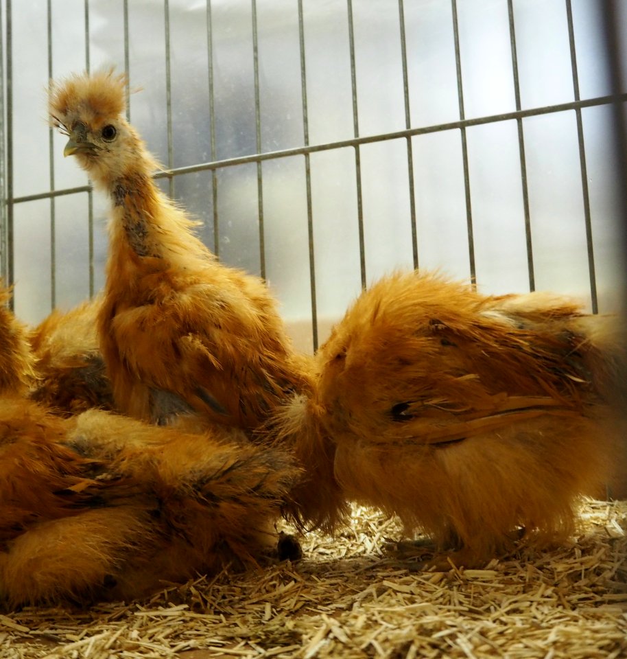 Kleintiermarkt Buchloe, Gefluegel in der Mauser