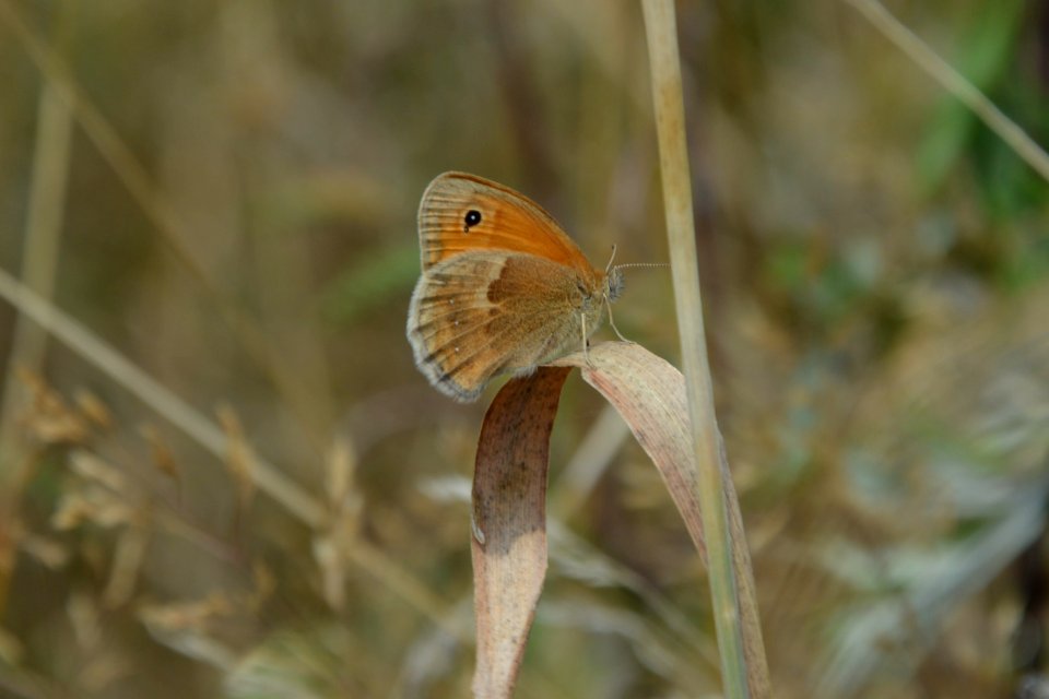 Kleines Wiesenvögelchen (Coenonympha pamphilus) DE SN (5)
