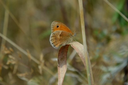 Kleines Wiesenvögelchen (Coenonympha pamphilus) DE SN (5) photo