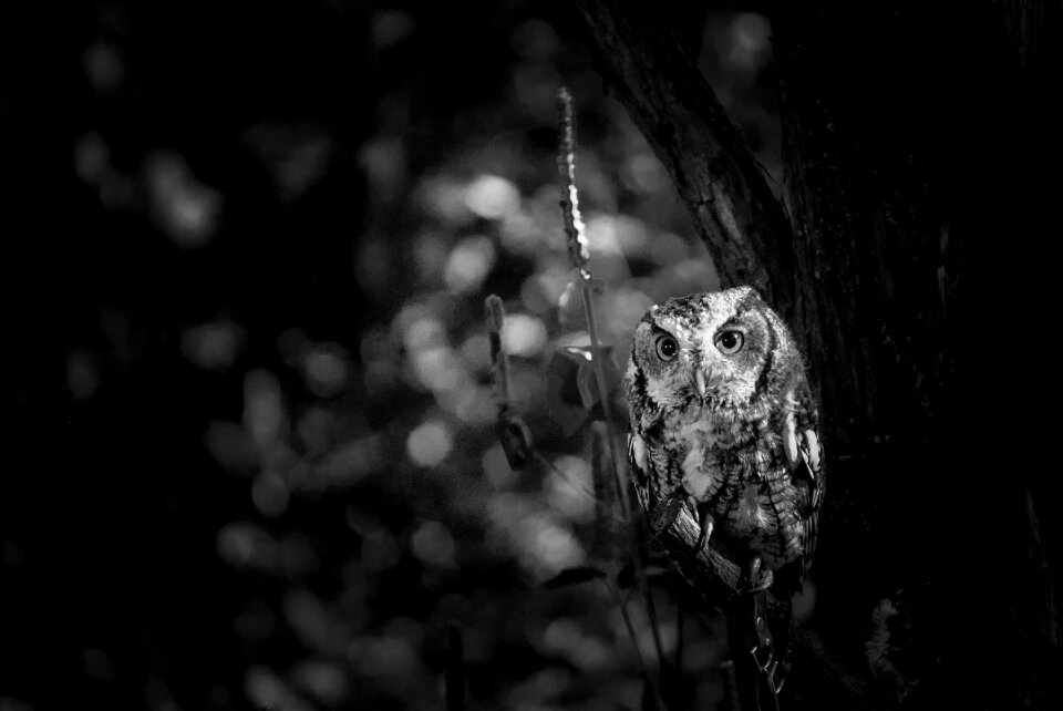 Wild predator wildlife