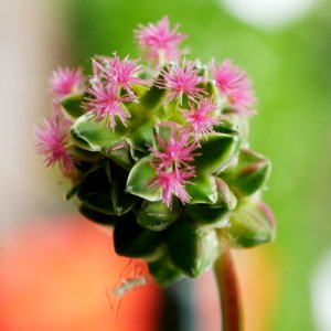 Kleiner Wiesenknopf H2a