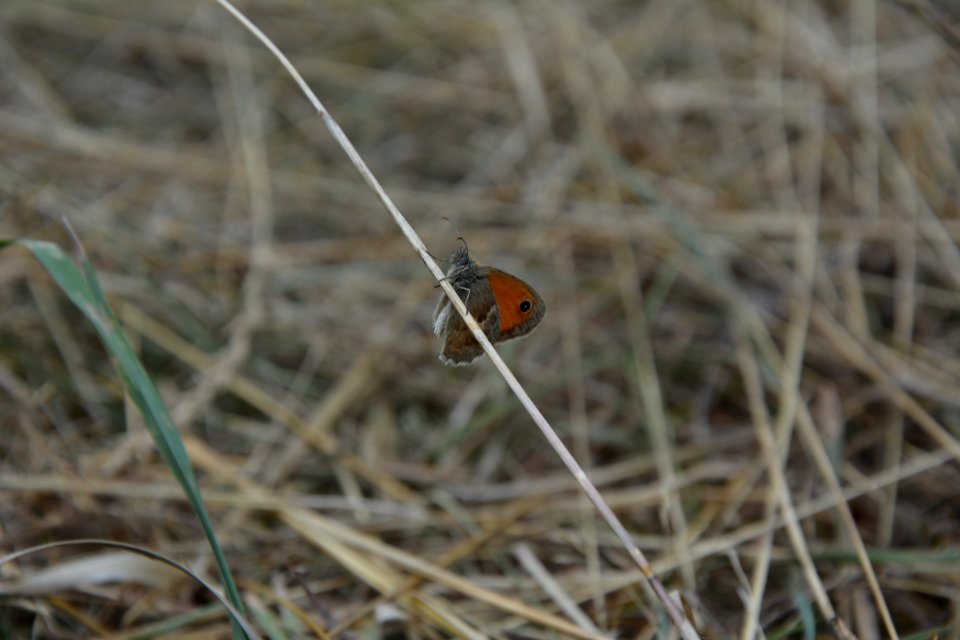 Kleines Wiesenvögelchen (Coenonympha pamphilus) DE SN (3)
