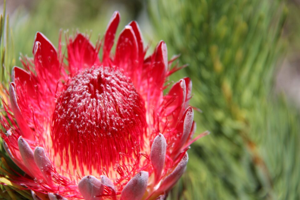 Botanical garden cactus