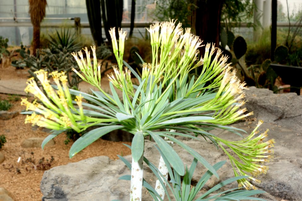 Kleinia neriifolia - Brooklyn Botanic Garden - Brooklyn, NY - DSC08121
