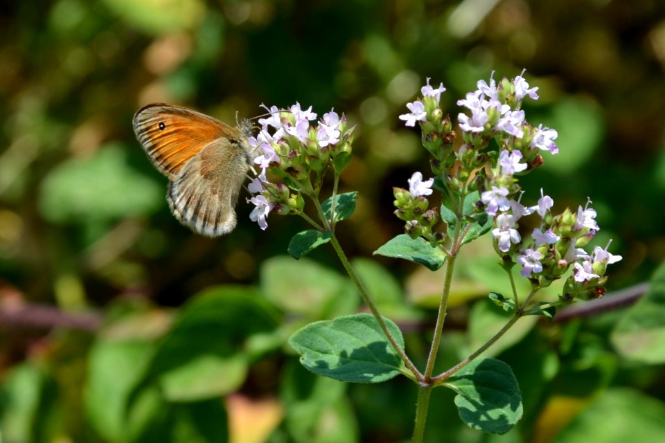 Kleines Wiesenvögelchen (Coenonympha pamphilus) DE SN