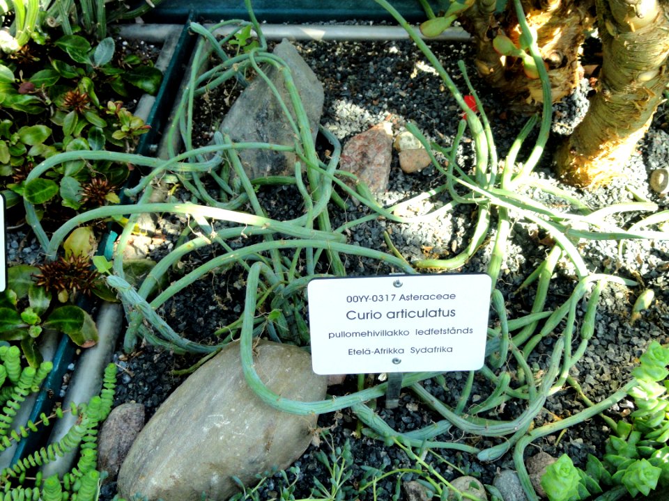 Kleinia articulata - Botanical Garden in Kaisaniemi, Helsinki - DSC03719