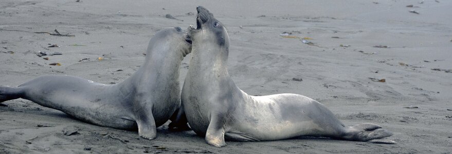 Nature animal world creature