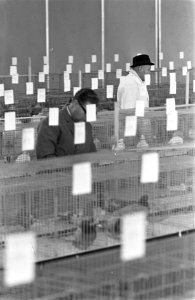 Kleindierententoonstelling SAVOA in de RAI keurmeesters aan het werk, Bestanddeelnr 921-9295