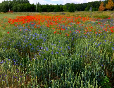 Kleurrijke akkerkruiden in Park Lingezegen photo