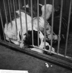 Kleine jongen terwijl hij met de duim in zijn mond tegen een Sint Bernhardshond , Bestanddeelnr 918-3871