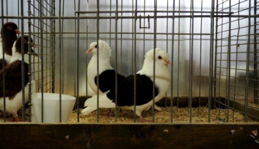 Kleintiermarkt Buchloe, Tauben (02)