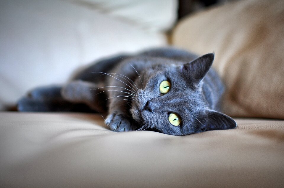 Grey fur green eyes lying