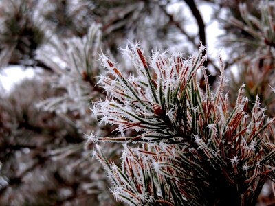 Nature plant closeup