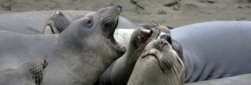 Nature animal world creature
