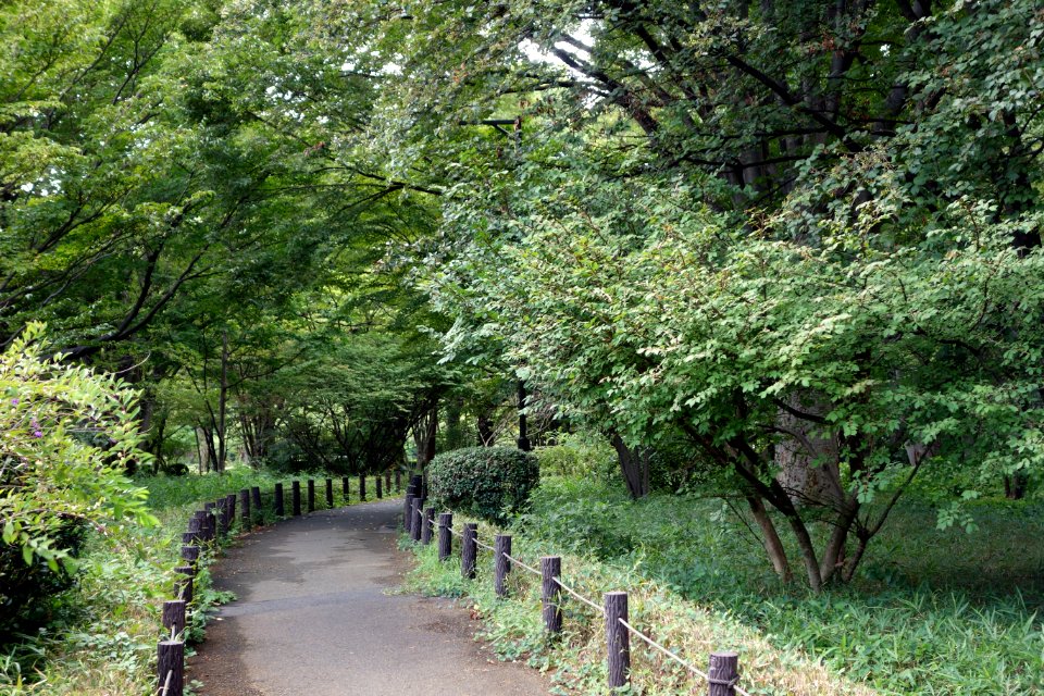 Kitanomaru Park - Tokyo, Japan - DSC06500
