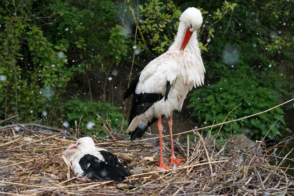 Adebar rattle stork nest
