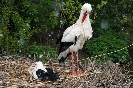 Adebar rattle stork nest photo