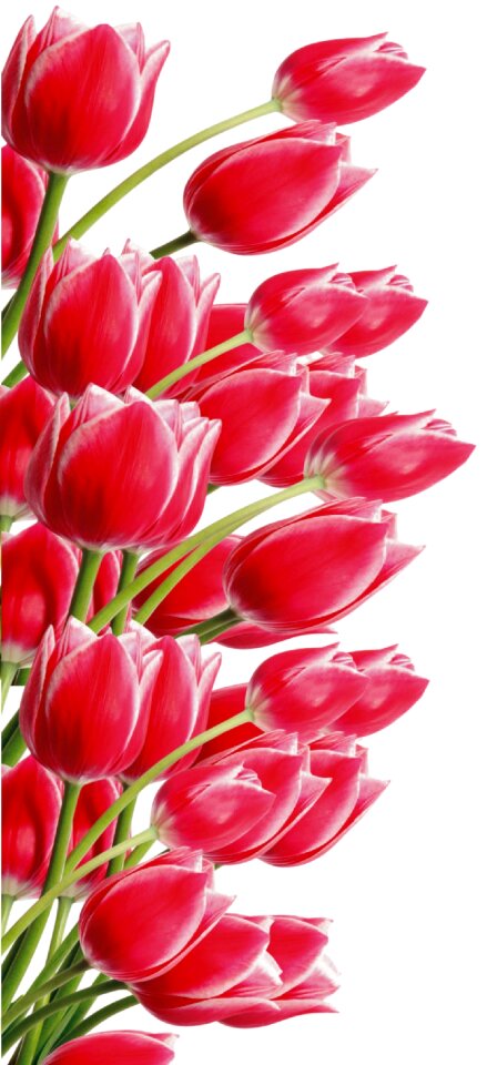 Bouquet celebration elegant