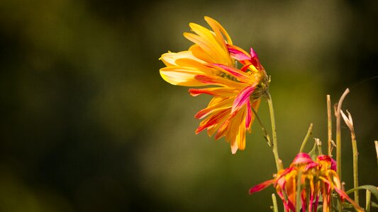 Withered flower withering mum withering chrysanthemum photo