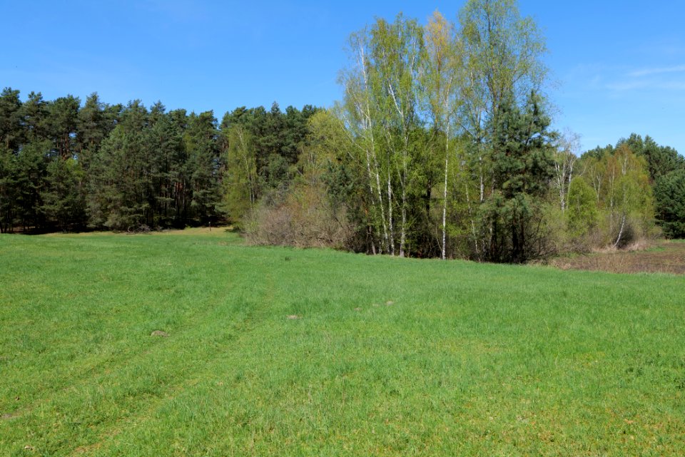 Kleine und Mittelleber 2021-05-09 15