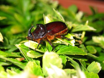 Insect close up leaves
