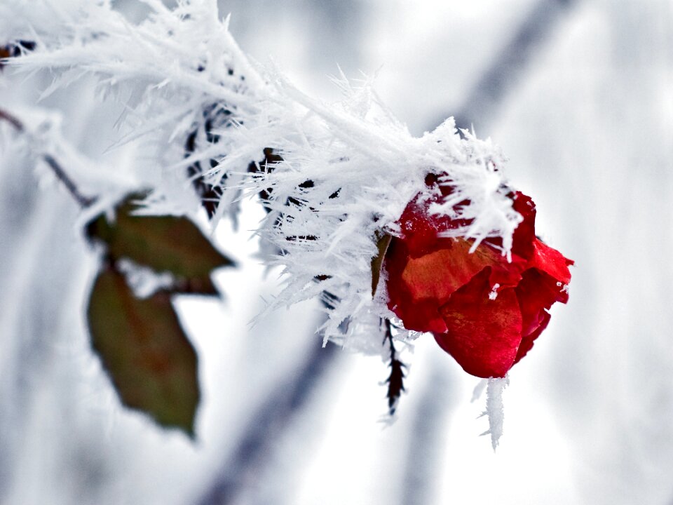 Winter cold nature
