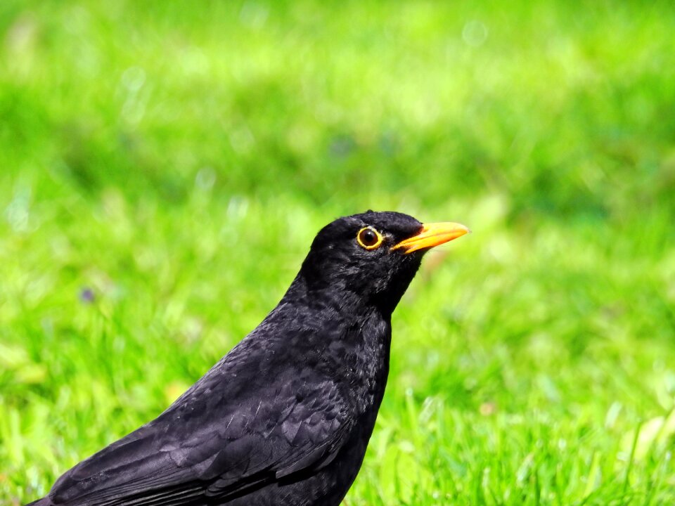 Songbird nature animal