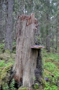 Klibbticka på stubbe - Hvalstaskogen