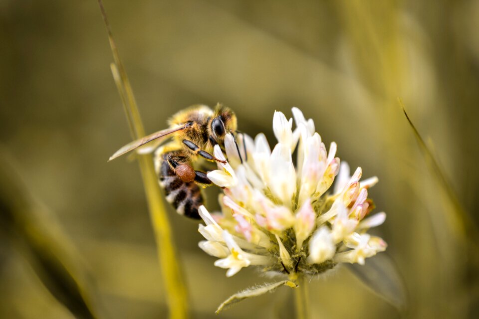 Fly summer fauna
