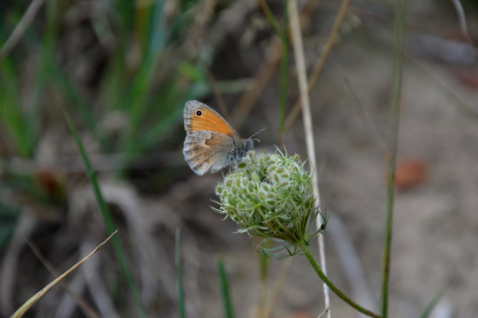 Kleines Wiesenvögelchen (Coenonympha pamphilus) DE SN (6)