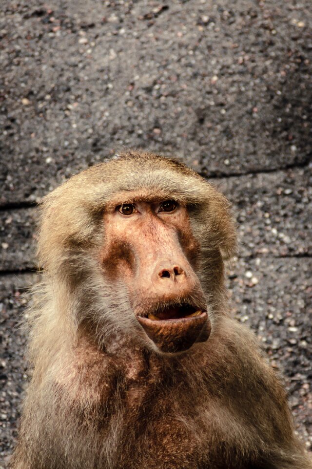 Monkey old world monkey primates