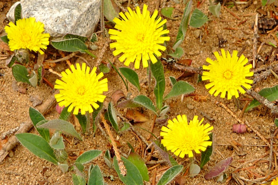Kleines Habichtskraut Wildniscamp