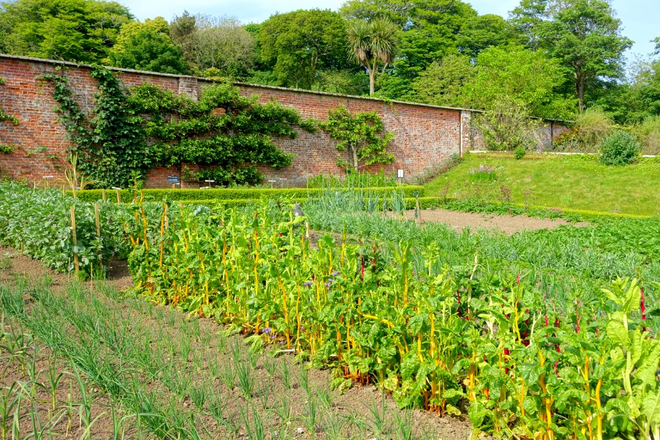 Kitchen garden - Trengwainton Garden - Cornwall, England - DSC02628