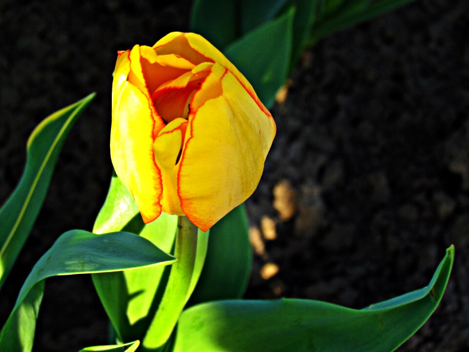 Flower flowering plants flower summer