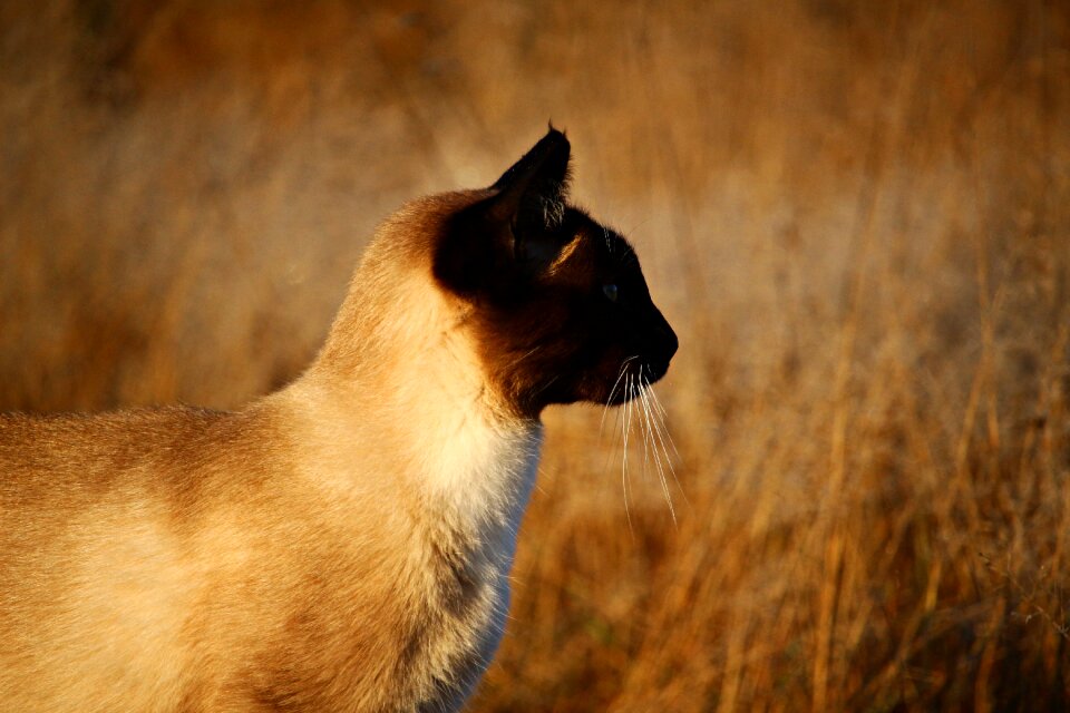 Siamese cat siam siamese