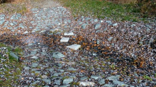 Kleine Furt mit Trittsteinen