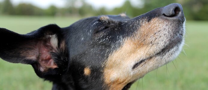 Dachshund nose dreams photo