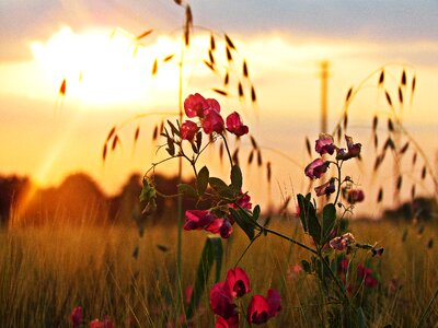 West spring nature