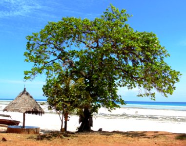 Kizimkazi09