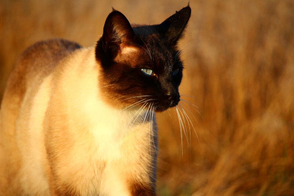 Siamese cat siam siamese photo