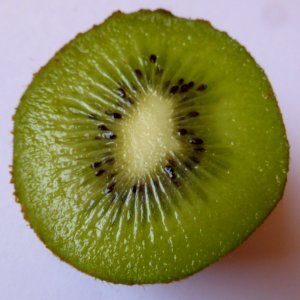 Kiwi-halbiert photo