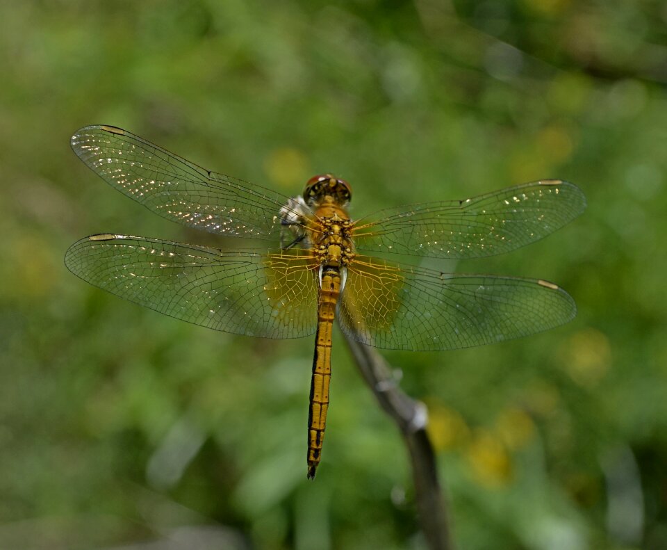 Insect summer closeup