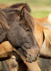 Horse wild horse equine photo