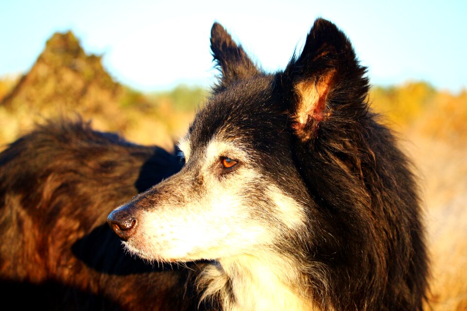 Old dog border collie collie