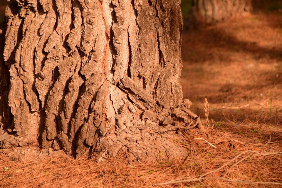 Pine forest forest pine needles