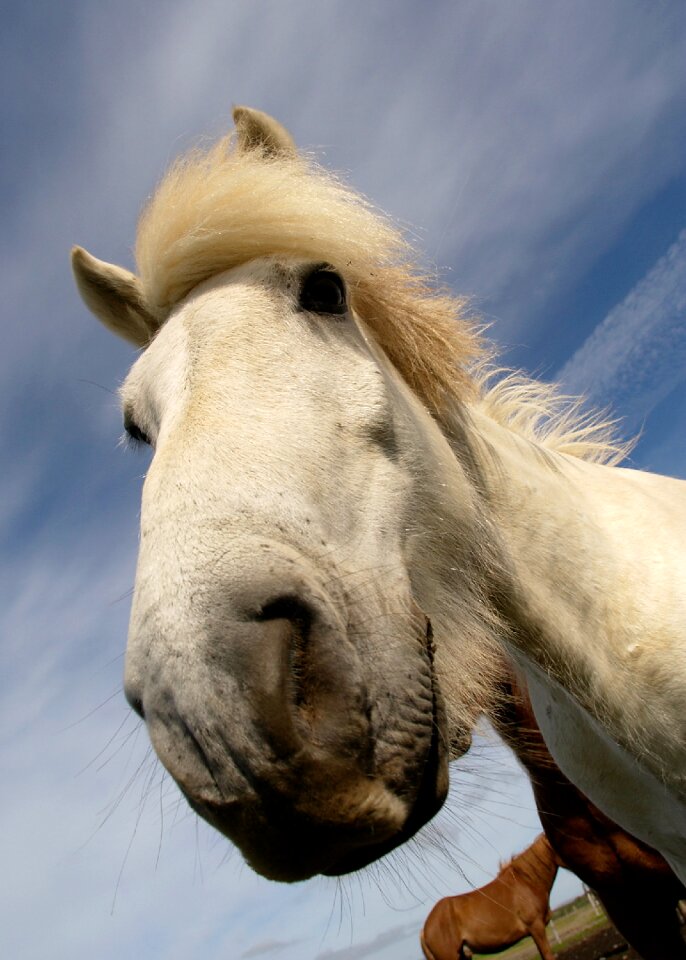 Horse equine wild