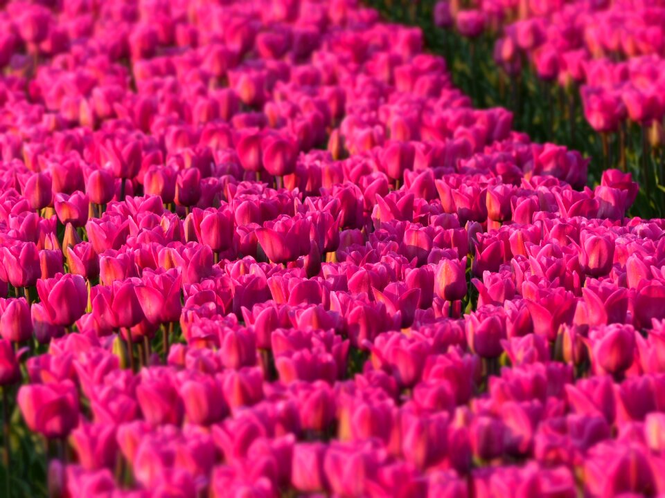 Pink tulip fields flower